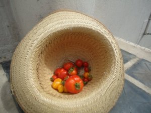 otra cosecha de tomates